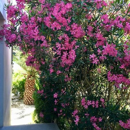 Apartment Lavanda 莫拉特岛 外观 照片