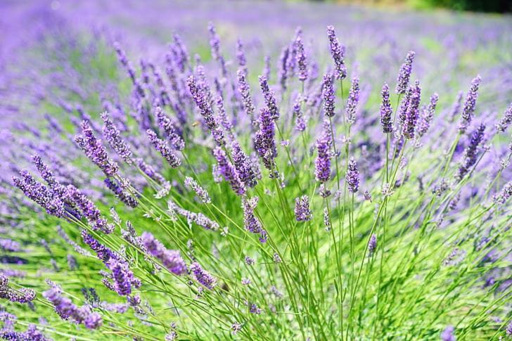 Apartment Lavanda 莫拉特岛 外观 照片